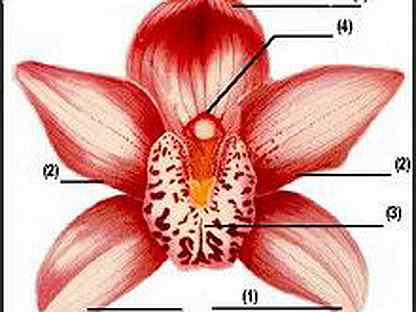 Строение орхидеи схема