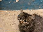 Котенок сибирской кошки