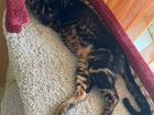 Бенгальский кот(мраморный) на вязку