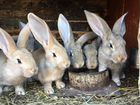Кролики разных пород. доставка объявление продам