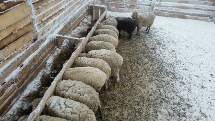 Инвестиции в овцеводство без рисков