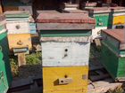 Продам пчёл, домик на колесах, инвентарь