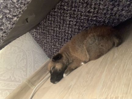 Щенок в добрые руки