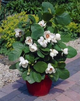 Магнолия коко для комнатного выращивания