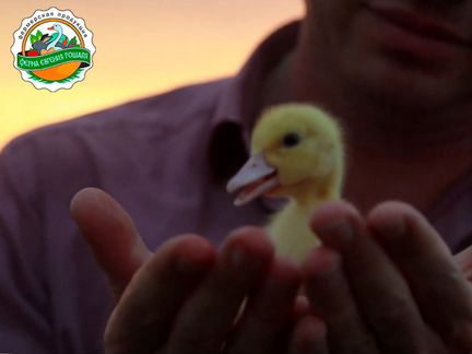 Нутрия копчёная