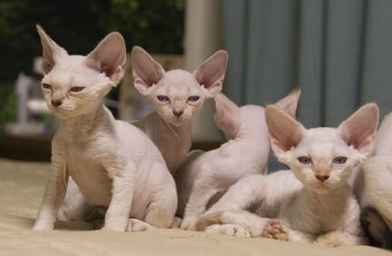 Голубоглазые девонята