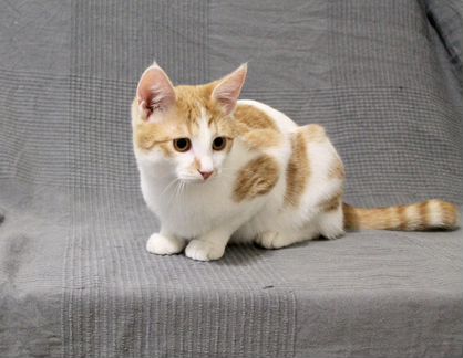 Котик Кевин ищет дом (6 месяцев)