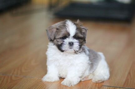 Ши-тцу Бело голубой красотуля