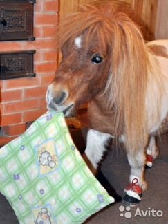 Дрессированные животные на Ваш праздник