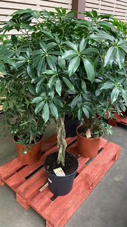 Шеффлера / Шефлера ствол коса Н 135 см