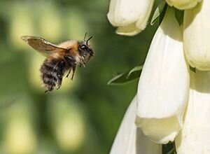 Olympus ED 100-400mm f/5-6.3 IS Pro M.Zuiko