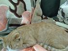 Саванна кошка объявление продам