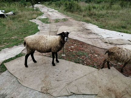 Овца ягненок - фотография № 1