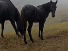 Карачаевская лошадь