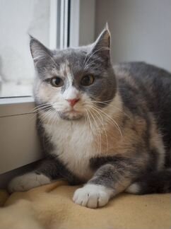 Кошка Памелла в добрые руки