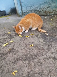 Котик ищет хозяина