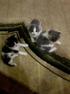 Котята две кошочки от Турецкой ангоры