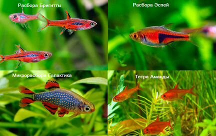 Родостомус, фантом, стифодонт, неон, сомик