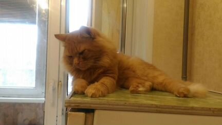 Маленький рыжий лев ищет дом и любящих хозяев