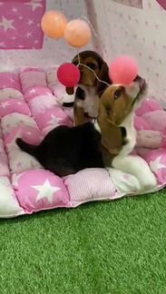 Щенки Бигля