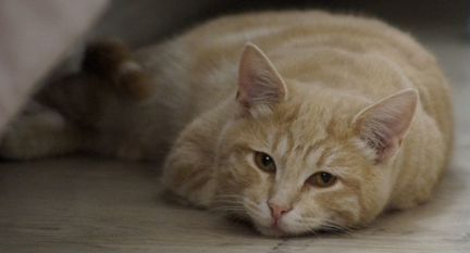 Мраморный котенок рыжий котенок Флокс, 6 месяцев