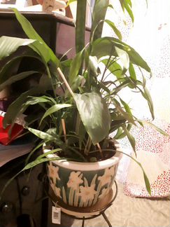 Цветы в горшках