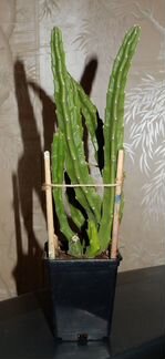 Стапелия крупноцветковая (Stapelia grandiflora)