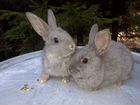Кролики серо-голубые- 7 месяцев объявление продам
