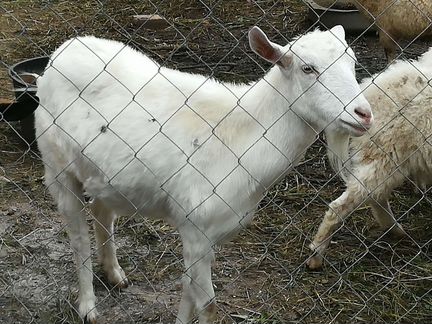 Козочки от дойных коз. Козы на мясо - фотография № 2