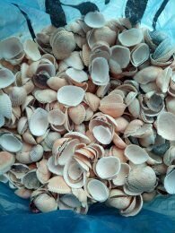 Ракушки для аквариума