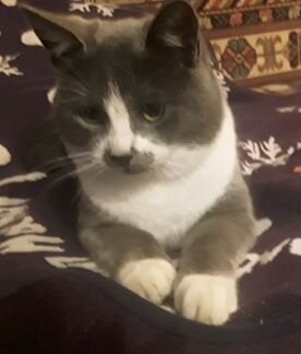 Ласковые котики подростки Бузя и Чаплин 6 месяцев