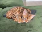 Бенгальский котенок 2 месяца