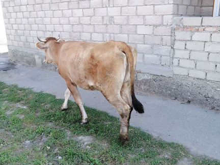 Корова на мясо - фотография № 2