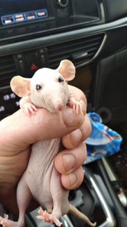 Крысята сфинкс