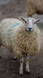 Овцы, бараны - фотография № 1