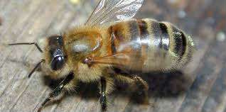 Карпатская пчела и пчелопакеты