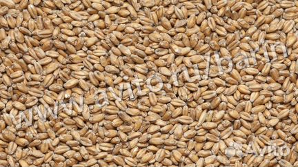 Солод пшеничный купить на Зозу.ру - фотография № 1