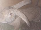 Кролики порода Великан объявление продам