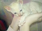 Котёнок корниш-рекс малыш белый с рыжим мальчик объявление продам