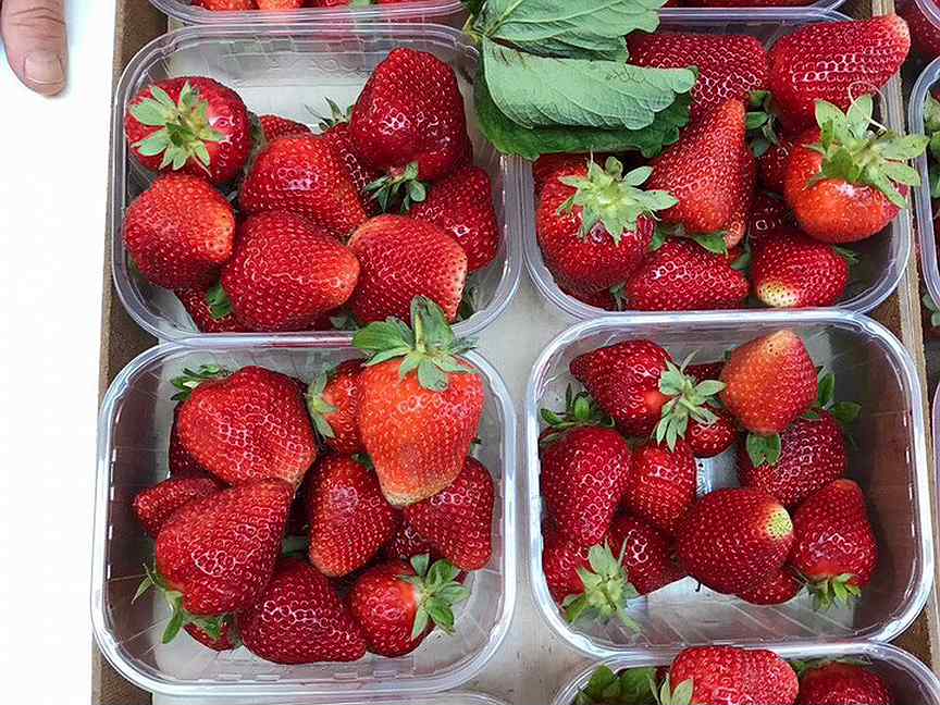 Продам саженцы клубники. Клубника Уфа. Клубника фриго фото. Instructions Strawberry Frigo.