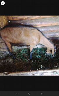 Альпийская и чешскозааненская коза - фотография № 2