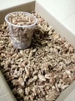 Сосновые Почки