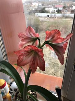 Великолепный Амариллис 2 вида, обмен