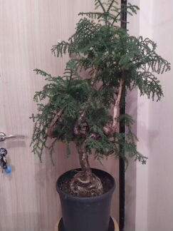 Хвойный бонсай араукария 110-120 см