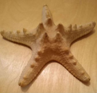 Морская звезда