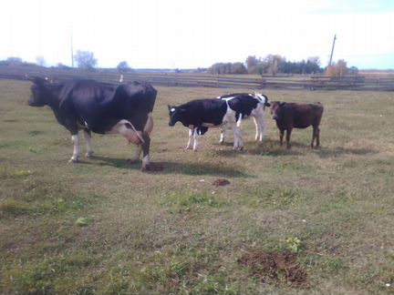 Телки от молочных коров - фотография № 2