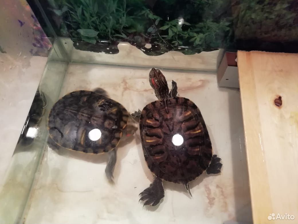 Turtles, aquarium 89511650350 buy 2