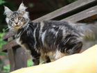 Котик мейн-кун черный мрамор на серебре 5 мес
