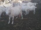 Продам стадо высокоудойных зааненских коз