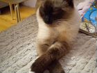 Сиамский кот в очень добрые руки объявление продам